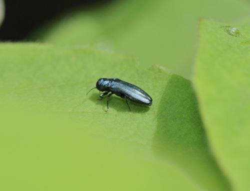 Réf. 282 323 : Agrilus cyanescens